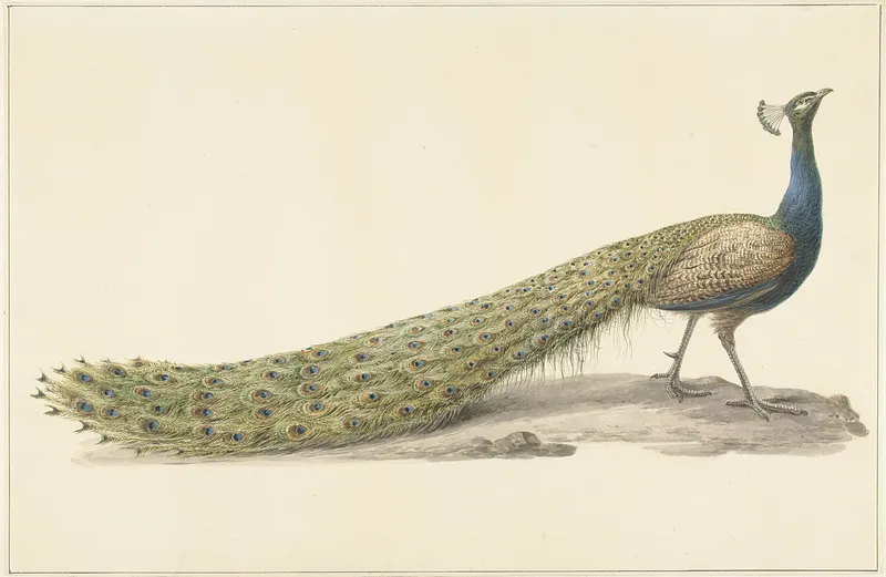 The Peacock in Indian Art and Literature