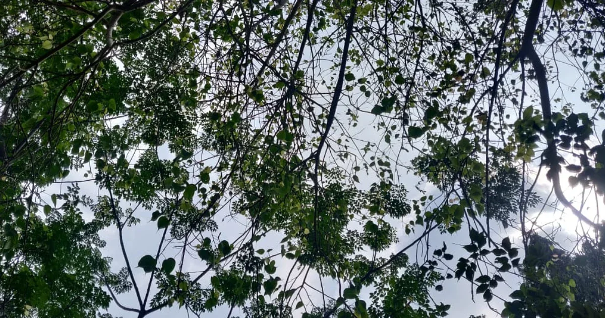 Carnatic Chronicles Part 2 | Gokulam Park