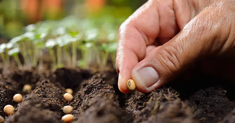 Big Agro and the Seed Monopoly