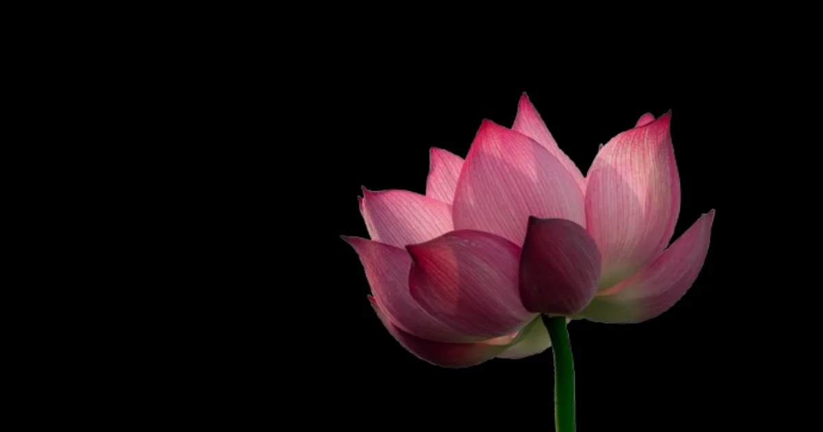 Siddhidātrī | Navadurgā - Part 9