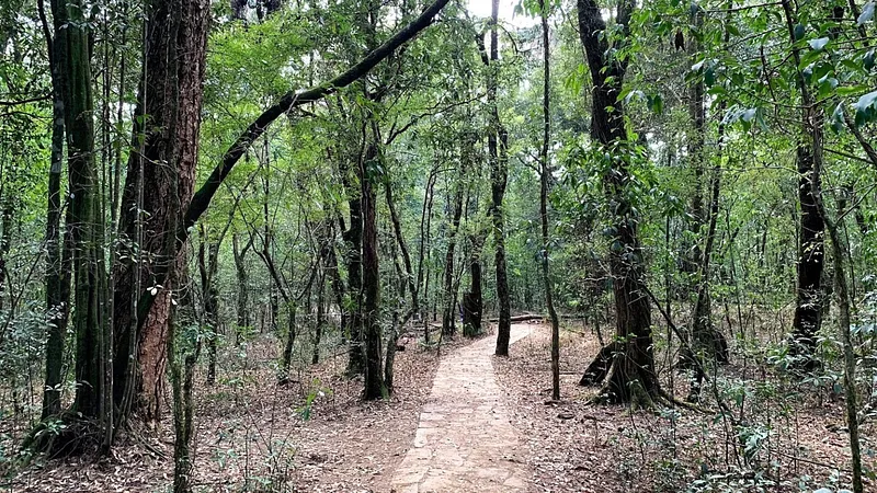 Sacred Forests of Mawphlang